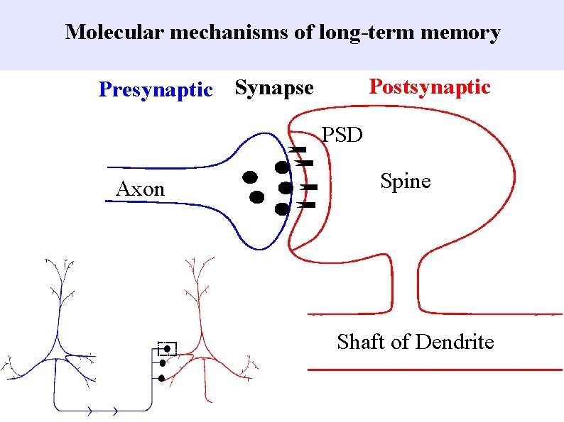 Molecular mechanisms of long-term memory Postsynaptic Presynaptic Synapse PSD Axon Spine Shaft of Dendrite