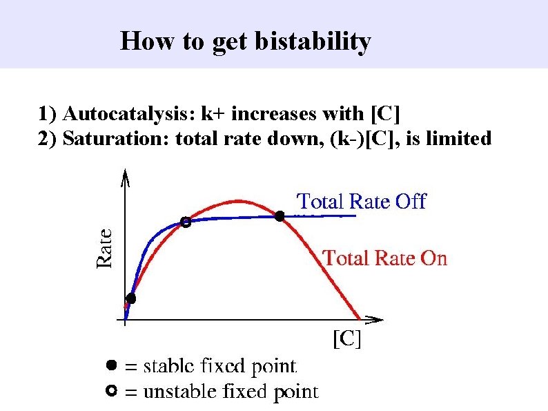 How to get bistability 1) Autocatalysis: k+ increases with [C] 2) Saturation: total rate