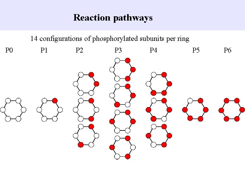 Reaction pathways 14 configurations of phosphorylated subunits per ring P 0 P 1 P