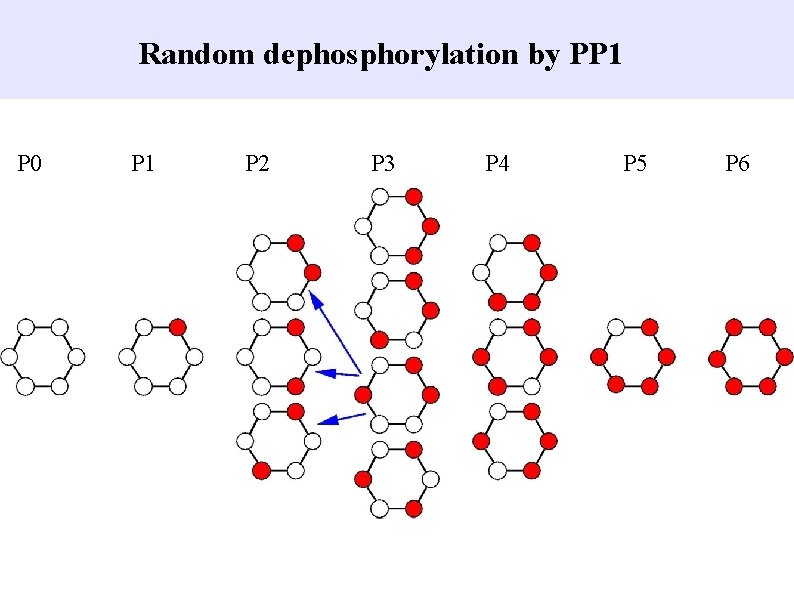 Random dephosphorylation by PP 1 P 0 P 1 P 2 P 3 P