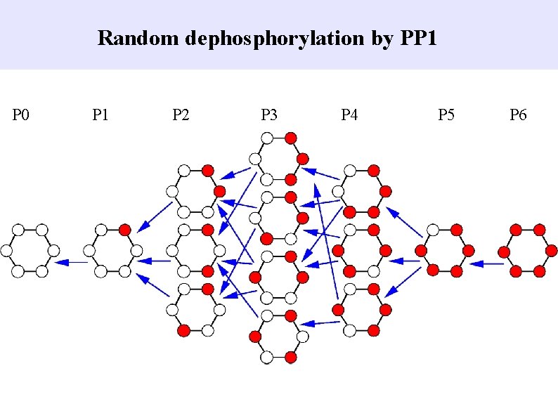 Random dephosphorylation by PP 1 P 0 P 1 P 2 P 3 P