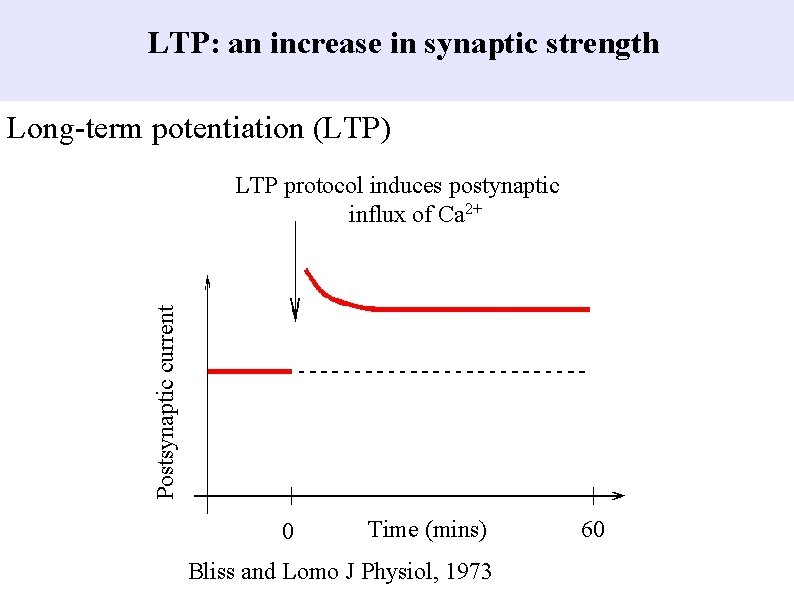 LTP: an increase in synaptic strength Long-term potentiation (LTP) Postsynaptic current LTP protocol induces