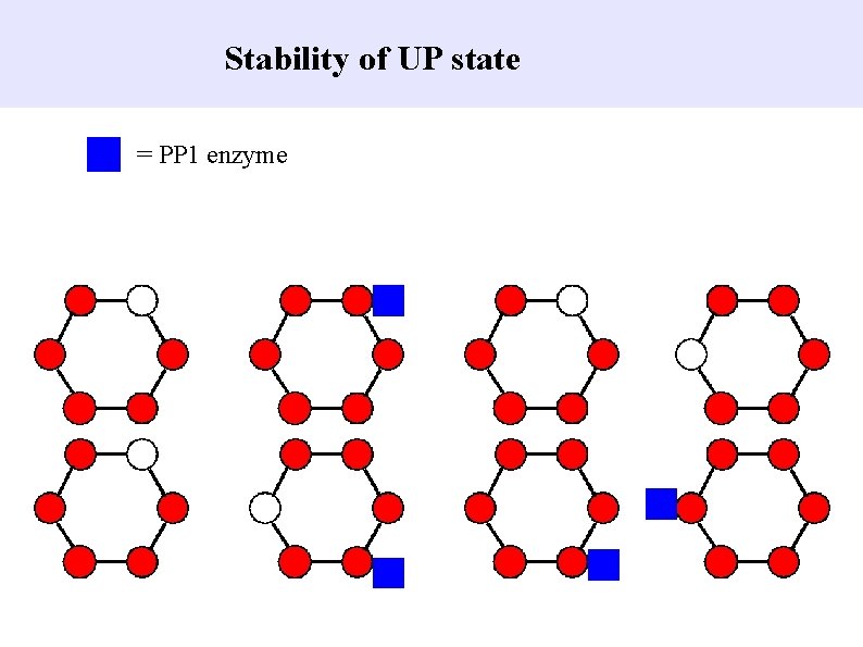 Stability of UP state = PP 1 enzyme 