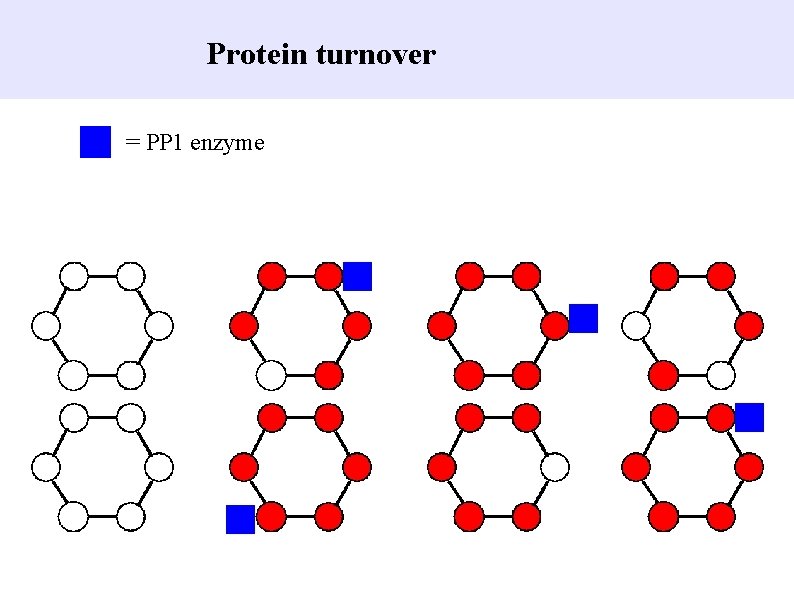 Protein turnover = PP 1 enzyme 