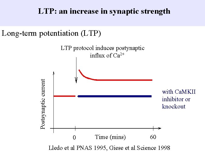 LTP: an increase in synaptic strength Long-term potentiation (LTP) Postsynaptic current LTP protocol induces