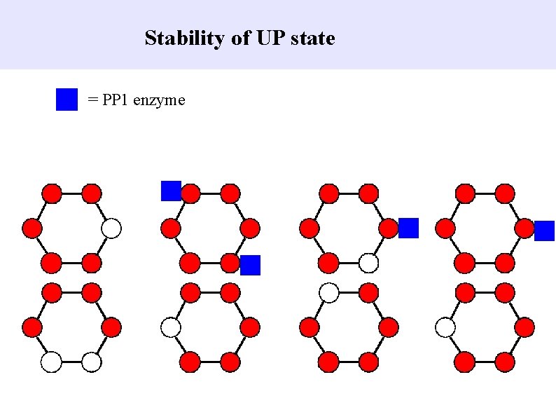 Stability of UP state = PP 1 enzyme 