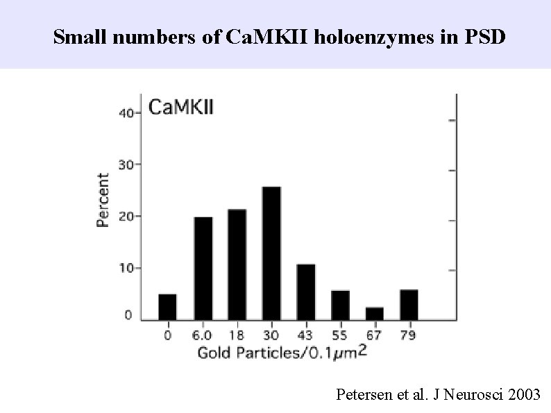 Small numbers of Ca. MKII holoenzymes in PSD Petersen et al. J Neurosci 2003