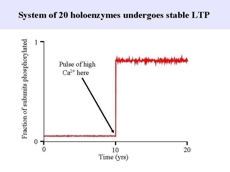 Fraction of subunits phosphorylated System of 20 holoenzymes undergoes stable LTP 1 Pulse of