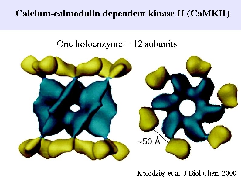 Calcium-calmodulin dependent kinase II (Ca. MKII) One holoenzyme = 12 subunits Kolodziej et al.