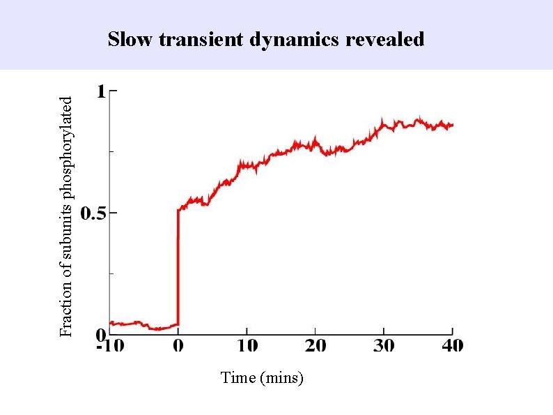 Fraction of subunits phosphorylated Slow transient dynamics revealed Time (mins) 