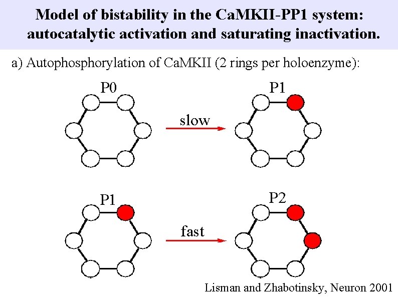Model of bistability in the Ca. MKII-PP 1 system: autocatalytic activation and saturating inactivation.