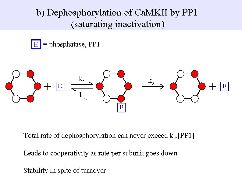 b) Dephosphorylation of Ca. MKII by PP 1 (saturating inactivation) E = phosphatase, PP