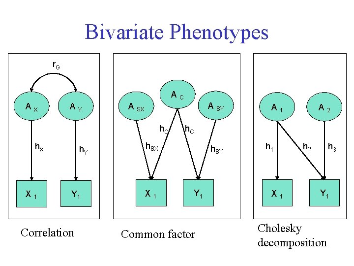 Bivariate Phenotypes r. G AC AX AY h. C h. X X 1 h.