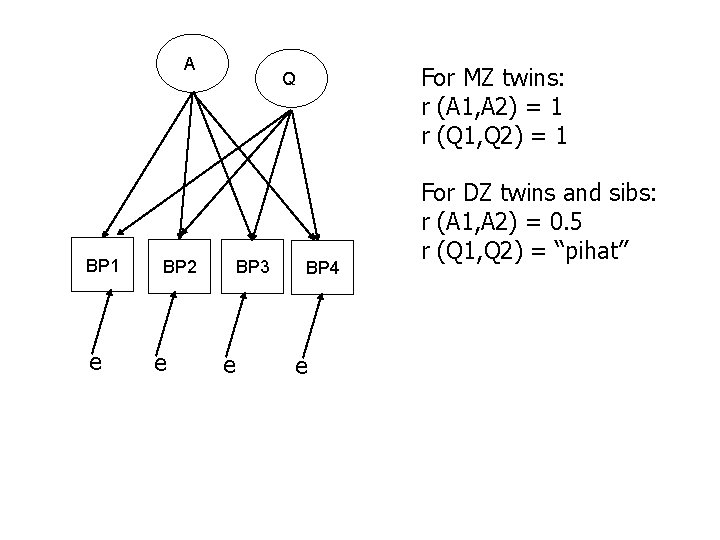 A BP 1 e BP 2 e For MZ twins: r (A 1, A