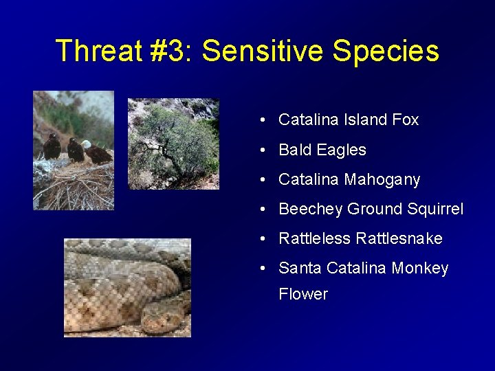 Threat #3: Sensitive Species • Catalina Island Fox • Bald Eagles • Catalina Mahogany