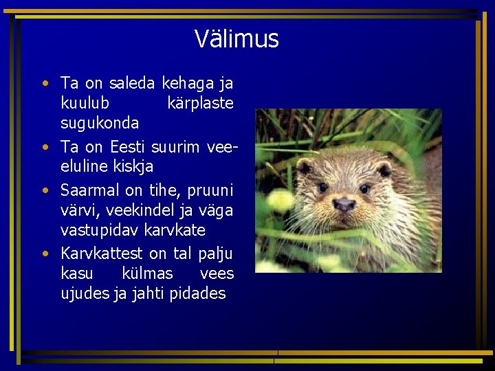 Välimus • Ta on saleda kehaga ja kuulub kärplaste sugukonda • Ta on Eesti