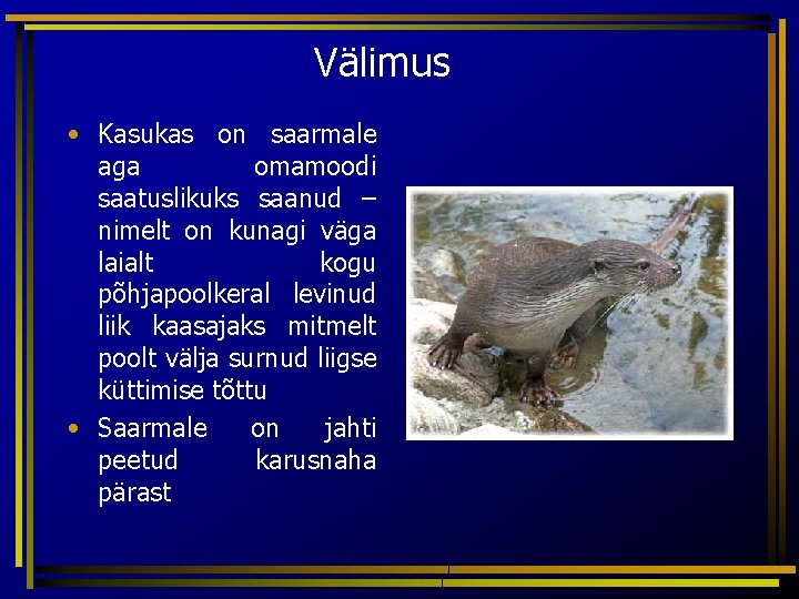 Välimus • Kasukas on saarmale aga omamoodi saatuslikuks saanud – nimelt on kunagi väga