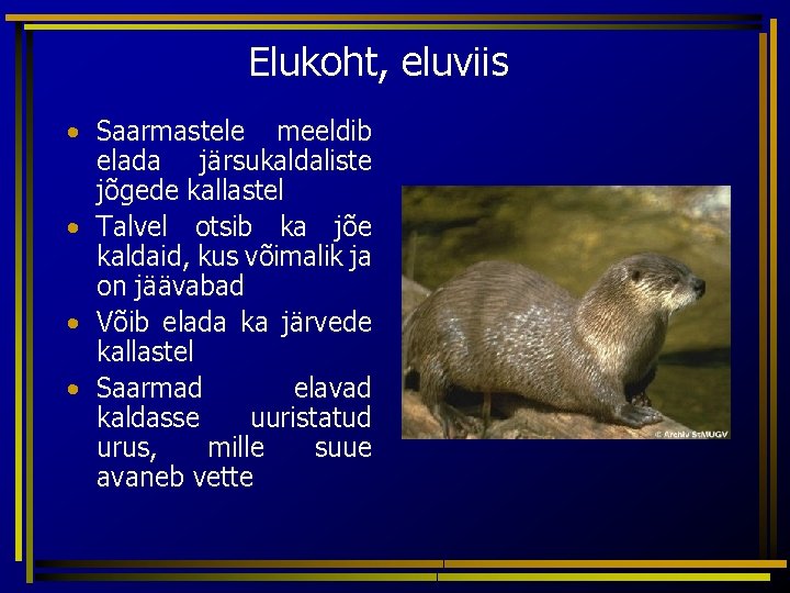 Elukoht, eluviis • Saarmastele meeldib elada järsukaldaliste jõgede kallastel • Talvel otsib ka jõe