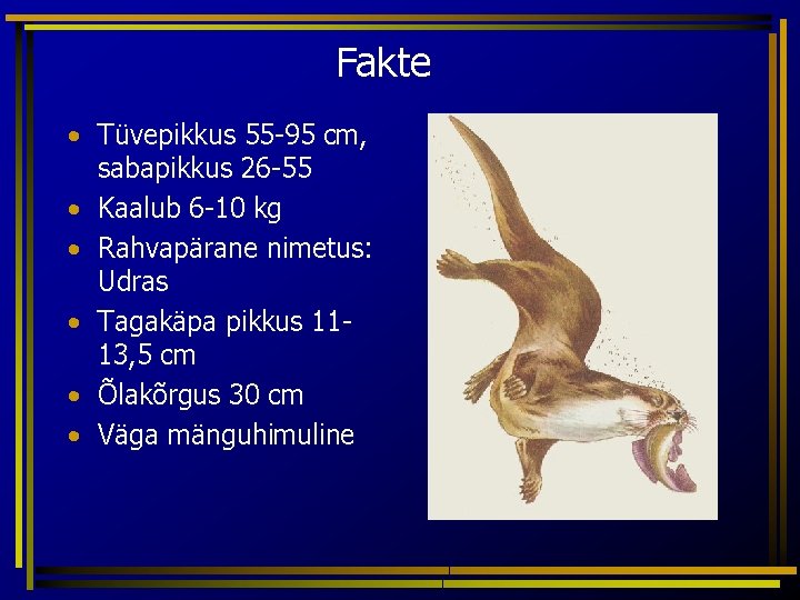 Fakte • Tüvepikkus 55 -95 cm, sabapikkus 26 -55 • Kaalub 6 -10 kg