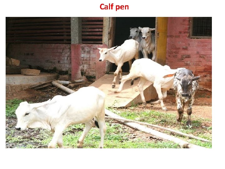 Calf pen 