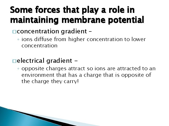Some forces that play a role in maintaining membrane potential � concentration gradient –