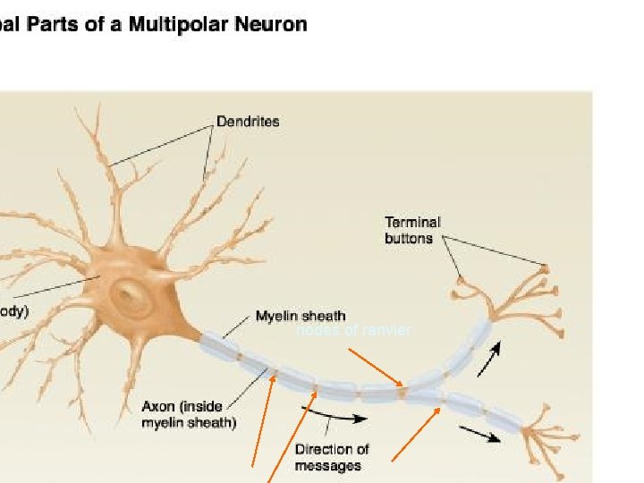 nodes of ranvier 