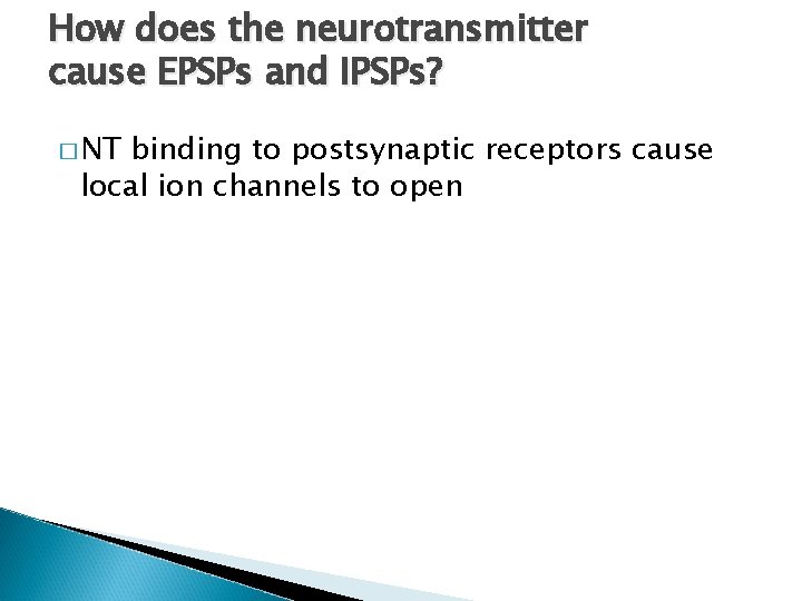How does the neurotransmitter cause EPSPs and IPSPs? � NT binding to postsynaptic receptors