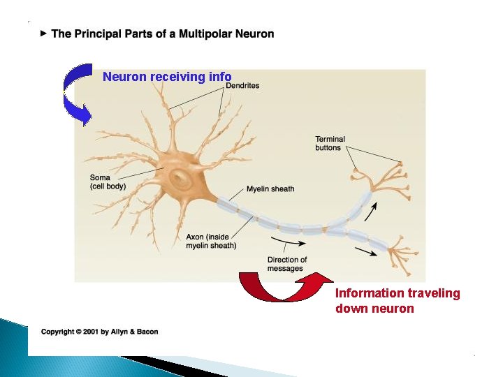 Neuron receiving info Information traveling down neuron 