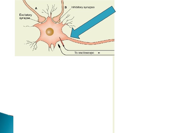 Axon hillock 