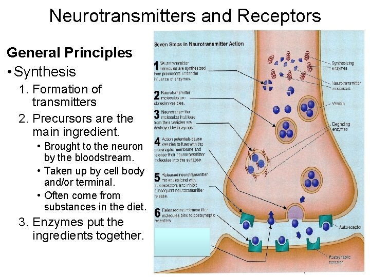 Neurotransmitters and Receptors General Principles • Synthesis 1. Formation of transmitters 2. Precursors are