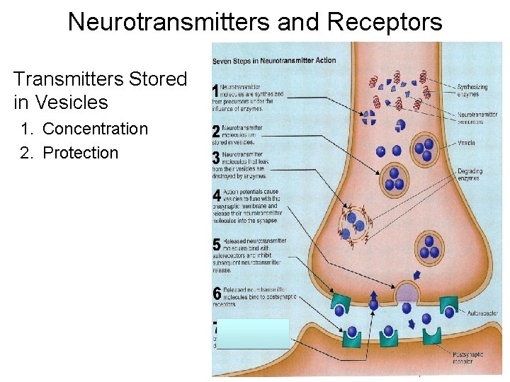 Neurotransmitters and Receptors Transmitters Stored in Vesicles 1. Concentration 2. Protection 