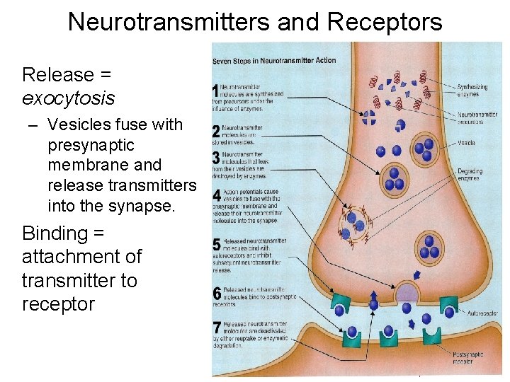 Neurotransmitters and Receptors Release = exocytosis – Vesicles fuse with presynaptic membrane and release