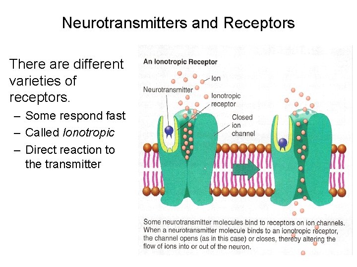 Neurotransmitters and Receptors There are different varieties of receptors. – Some respond fast –