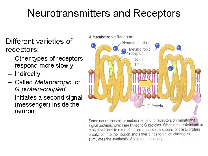 Neurotransmitters and Receptors Different varieties of receptors: – Other types of receptors respond more