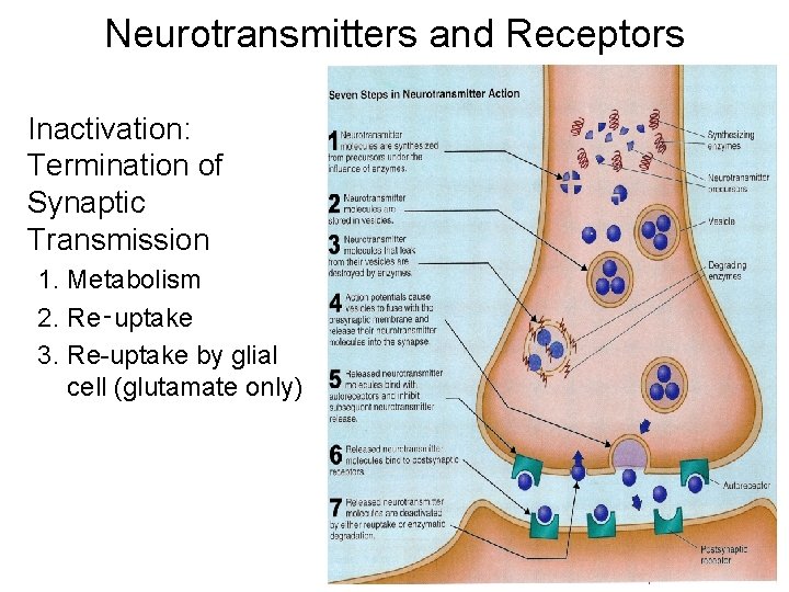 Neurotransmitters and Receptors Inactivation: Termination of Synaptic Transmission 1. Metabolism 2. Re‑uptake 3. Re-uptake