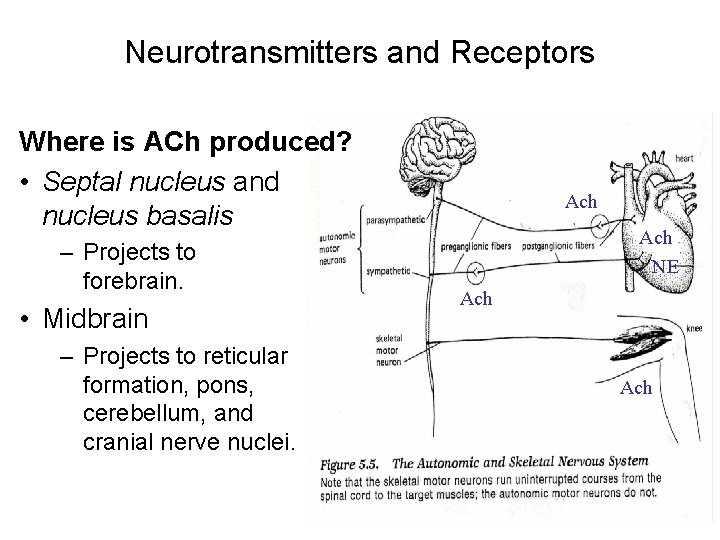 Neurotransmitters and Receptors Where is ACh produced? • Septal nucleus and nucleus basalis –