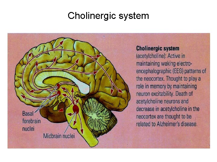 Cholinergic system 