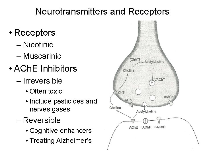 Neurotransmitters and Receptors • Receptors – Nicotinic – Muscarinic • ACh. E Inhibitors –