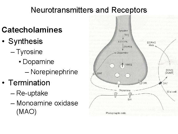 Neurotransmitters and Receptors Catecholamines • Synthesis – Tyrosine • Dopamine – Norepinephrine • Termination