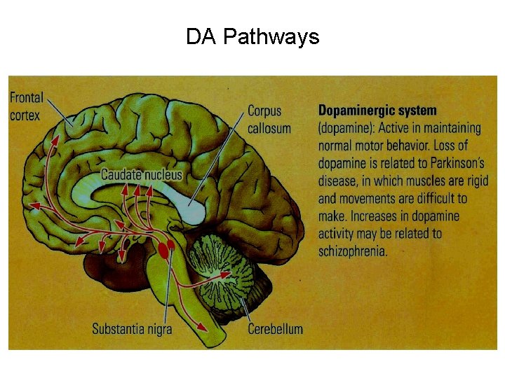 DA Pathways 