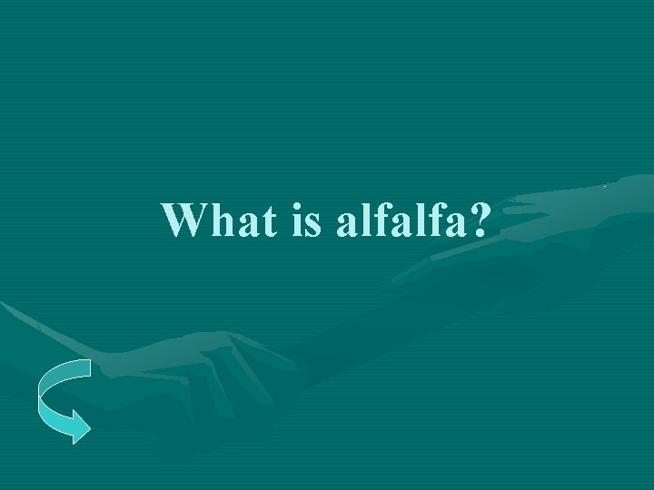 What is alfalfa? 