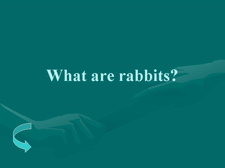 What are rabbits? 