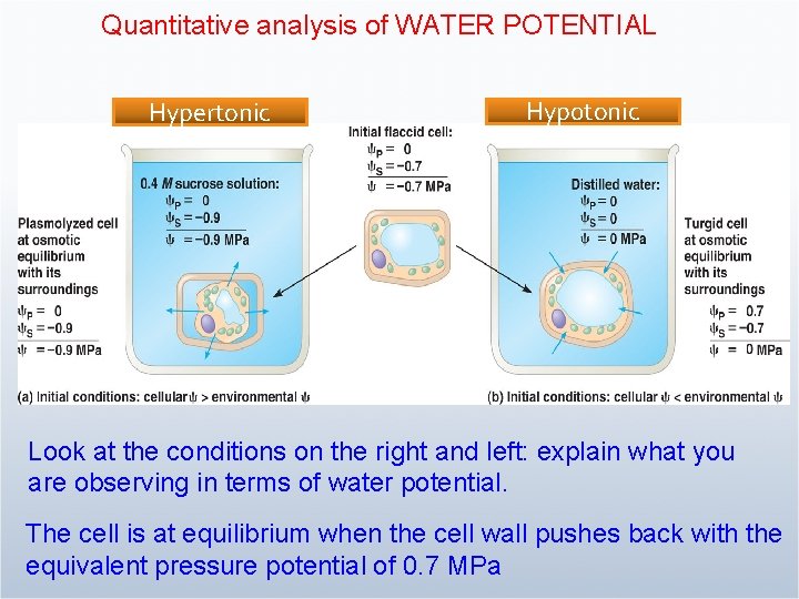 Quantitative analysis of WATER POTENTIAL Hypertonic Hyp 0 tonic Look at the conditions on