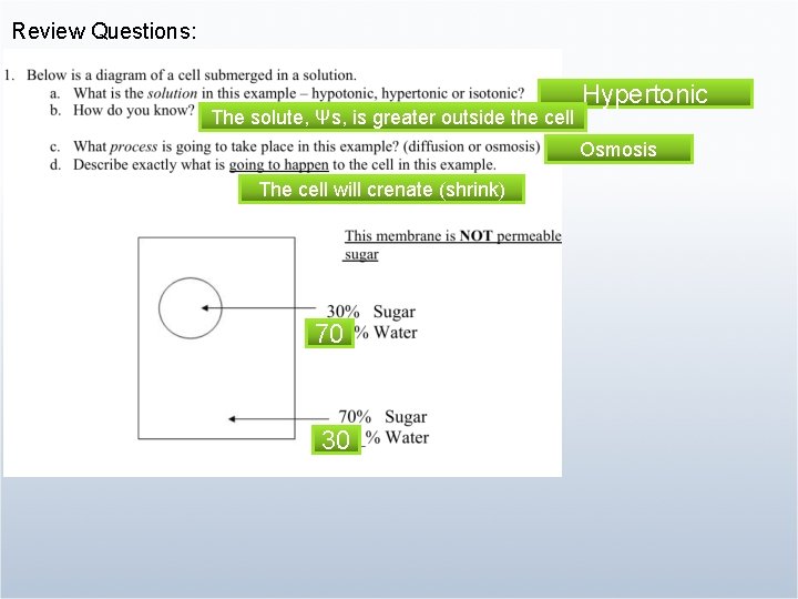 Review Questions: The solute, Ψs, is greater outside the cell Hypertonic Osmosis The cell