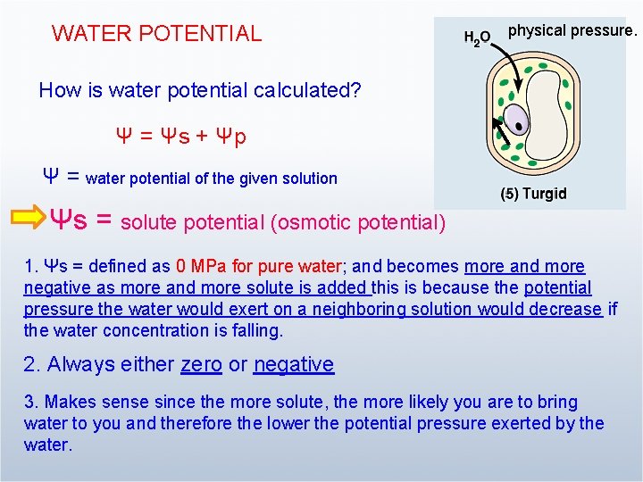 WATER POTENTIAL physical pressure. How is water potential calculated? Ψ = Ψs + Ψp