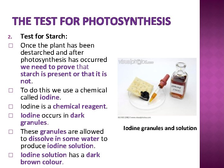 THE TEST FOR PHOTOSYNTHESIS 2. � � � Test for Starch: Once the plant