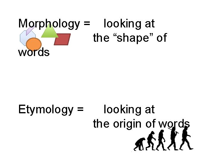 Morphology = looking at the “shape” of words Etymology = looking at the origin