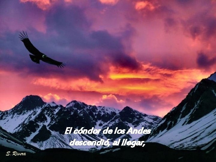 El cóndor de los Andes descendió, al llegar, 