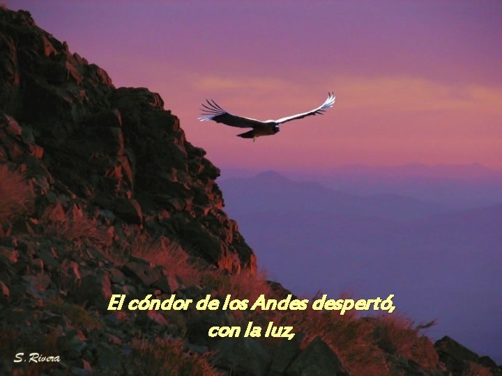 El cóndor de los Andes despertó, con la luz, 