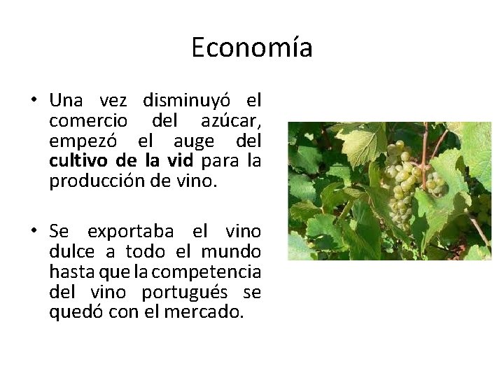 Economía • Una vez disminuyó el comercio del azúcar, empezó el auge del cultivo